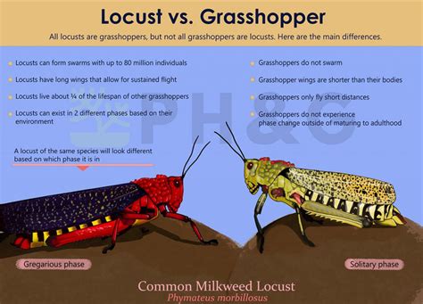 Difference Between Locust and Grasshopper