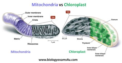 Difference Between Mitochondria and Chloroplasts - VEDANTU