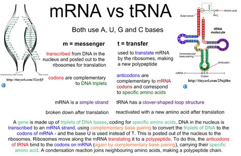 Difference Between Mrna And Trna - Pulptastic