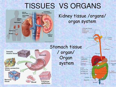 Difference Between Organ and Organ System