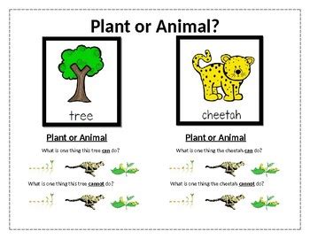 Difference Between Plants and Animals Compare the Difference Between