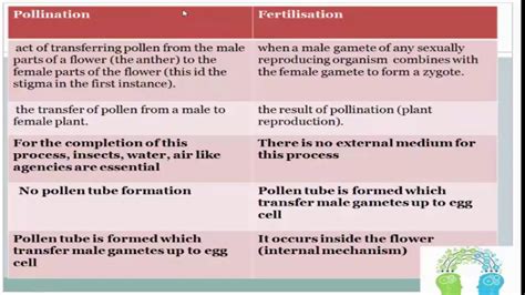 Difference Between Pollination and Fertilization