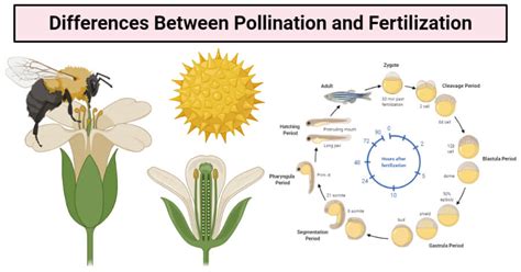 Difference Between Pollination and Fertilization Definition