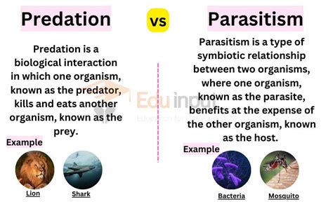 Difference Between Predation and Parasitism Definition