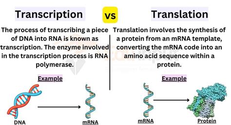 Difference Between Transcription And Translation