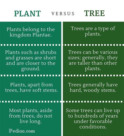 Difference Between Tree and Plant