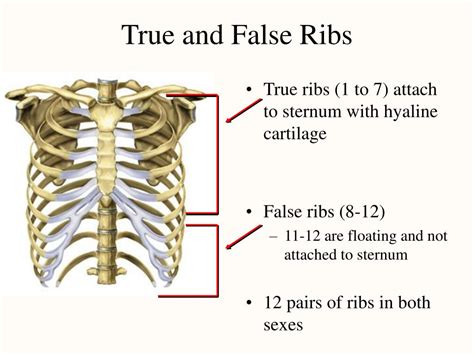 Difference Between True Ribs False Ribs And Floating Ribs