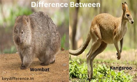 Difference Between Wombat and Kangaroo