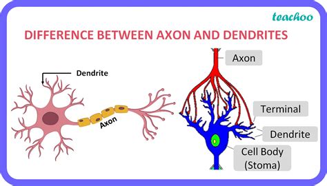 Difference between Axon and Dendrite The Science Notes
