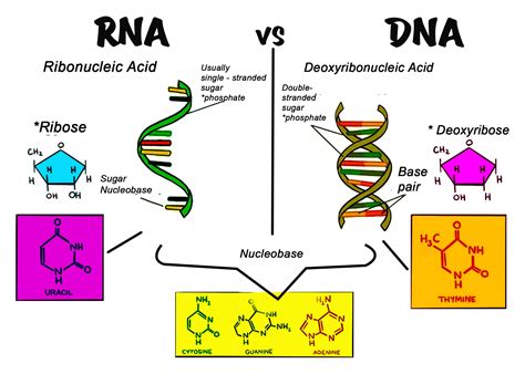 Difference between DNA and RNA Biology notes, Biology, Gcse …