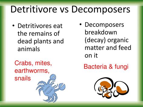 Difference between Detritivores and Decomposers