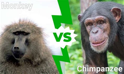 Difference between Monkey and Chimpanzee