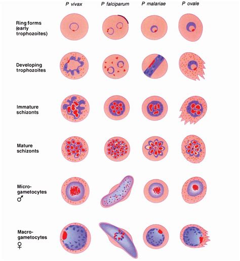 Difference between Plasmodium vivax and Plasmodium …