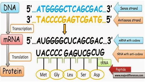 Difference between Sense Strand and Antisense Strand of DNA Dna