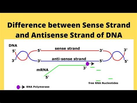 Difference between Sense Strand and Antisense Strand of DNA YouTube