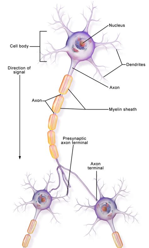 Difference between axon and dendrite meryev
