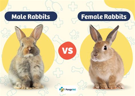 Difference between male and female rabbits personality. .  <a href=https://hrms.aptus.com.s...
