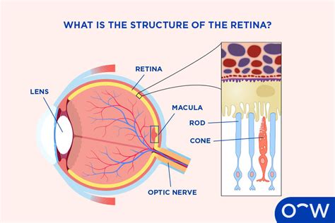 Difference between retina and non retina.  It is effectively "opt...