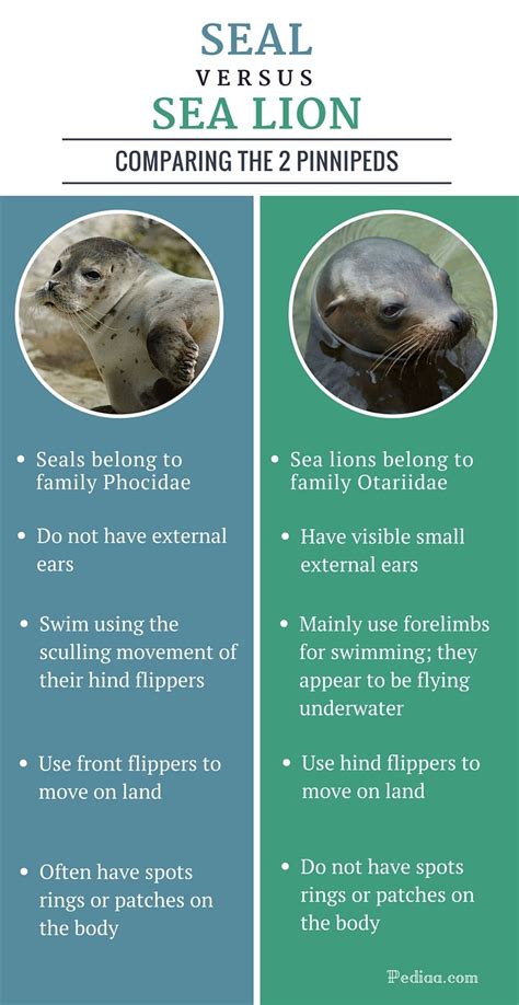 Difference between seal and sea lion. Seals vs. Sea Lions: How Their Ears Differ. One of the biggest and most pronounced differences between seals and sea lions are their ears. The ears on a seal are internal with small openings on ... 
