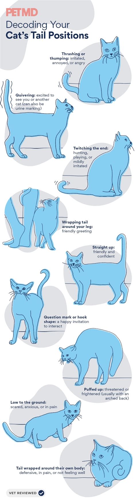 Difference between tail and cat for looking at users? Very