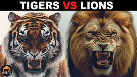 Difference between tigers.  Definition of difference noun in Oxford Advanced Learner's D...