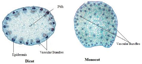 Difference between vascular bundle of monocot and dicot root.  Feb 3, 2023 · Compared ...