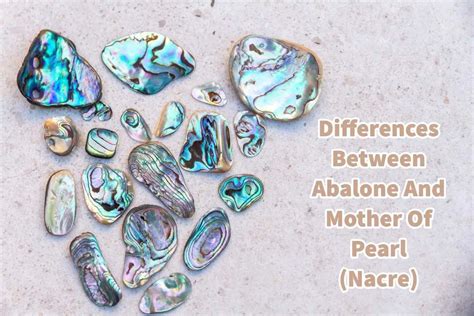 Differences Between Abalone & Paua Sciencing