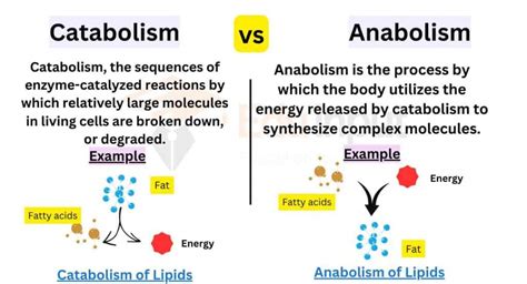Differences Between Catabolism And Anabolism