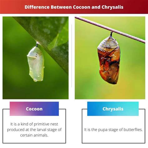 Differences Between a Chrysalis and a Cocoon Pets on Mom.com