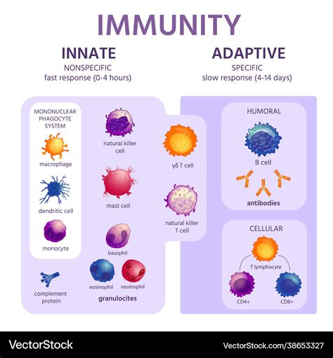 Differences between Innate and Adaptive Immunity Download Scientific