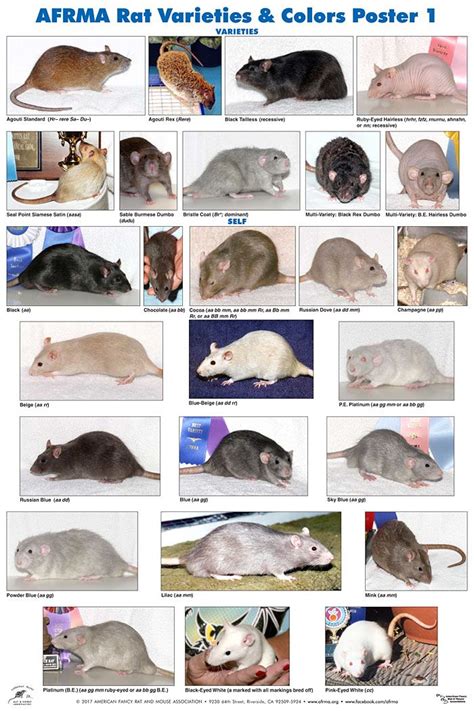 Different Kinds of Rats Pets on Mom.com