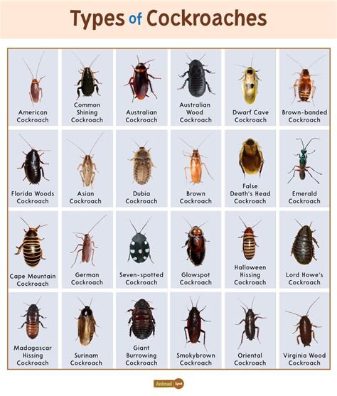 Different Type of Roaches in Ohio Ohio Cockroaches