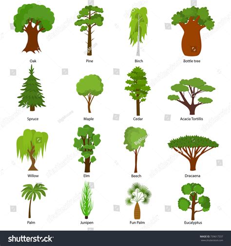 Different Types Of Trees With Names