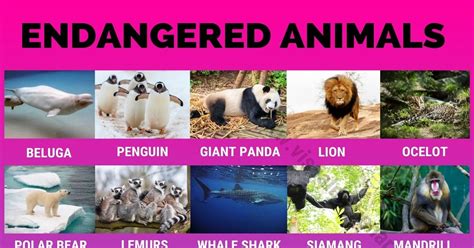 Different Types and Categories of Endangered Animals