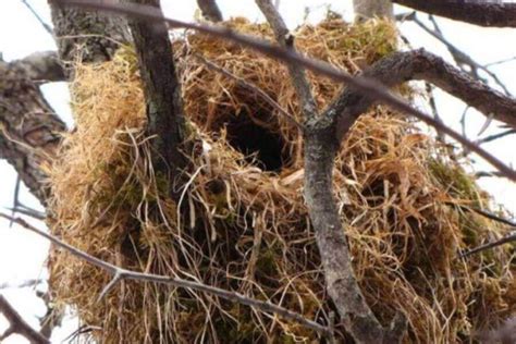 Different Types of Squirrel Nests and How they Make Them