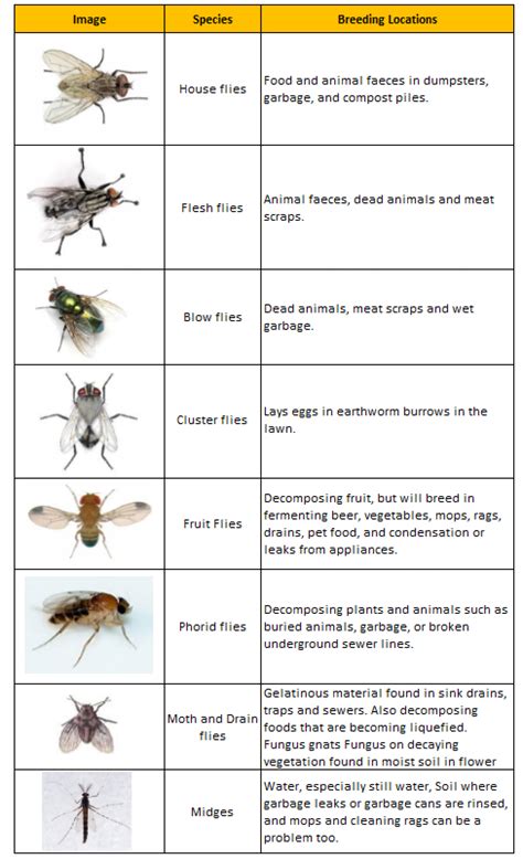 Different Types on Flies Commonly Found in Homes Visual.ly