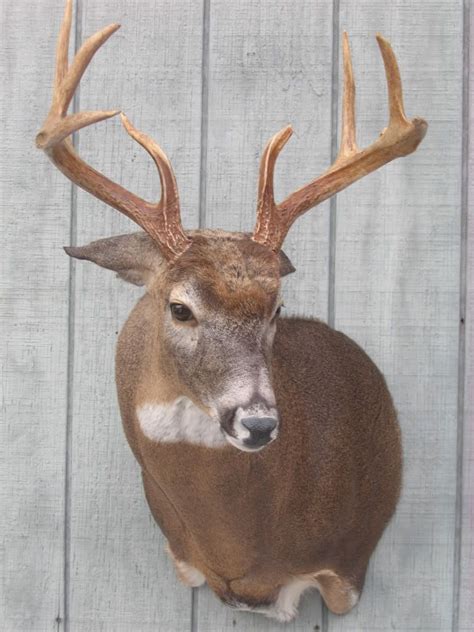 Different deer mount poses. It is the first thing that caught our eye upon seeing this taxidermy creation. This mule deer buck has an amazing set of antlers that measure 26″ outside to outside at the widest point. He has 14 total points (Eastern count) and is a 7 x 7 trophy. The pose is standing straddle legged in a creek bed with legs out and looking like he’s about ... 