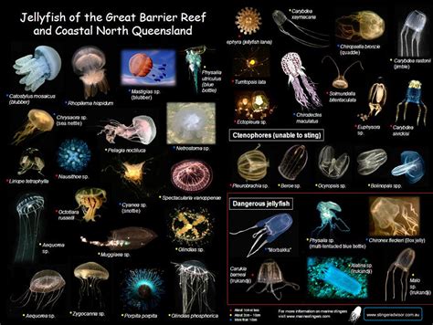 Different kinds of jellyfish. People refer to a number of different invertebrate creatures as “Jellyfish.” However, researchers place the true Jellyfish in the taxonomic class Scyphozoa. They currently recognize about 200 species in 20 different families, but there may be as many as 400 different species in this group! Read on to learn about the Jellyfish. 