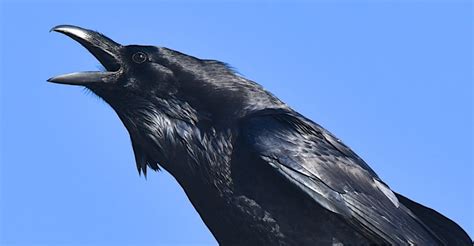 Different raven sounds.  Different Raven Sounds & Calls.  It seems to me that both ac...