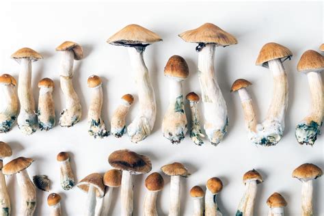 Different shroom strains. Jun 23, 2022 · Psilocybe cubensis var. “Tidal Wave 2” or “Enigma”. In the 2021 Oakland Hyphae Psilocybin Cup, this strain was reported as having an astounding 3.82% total alkaloid, with 2.26% Psilocybin and 1.56% Psilocin. The “Tidal Wave” strain was created by Doma, founder of Magic Myco, who crossed B+ and Penis Envy strains. 