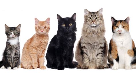 Different species of cats. The different types of domestic cats can make all the difference in how they behave. Let’s take a look at some of the most common types of cats and their unique behaviors. The domestic cat is the most common type of pet in the world. They originated in Africa about 10,000 years ago and are now found all over the world. 