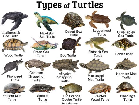 Different species of turtles. 