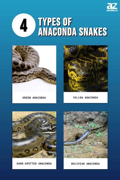 There are four species of anaconda: green, yellow, darkly-spotted and Bolivian. ... Anacondas and pythons are part of two different families of snakes and inhabit ...