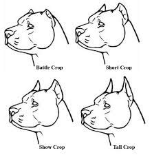 There is a concerning trend for certain bull breed types to have cropped ears such as American bullies, Cane Corsos, Presa Canarias and Dobermans. Often, dogs are having their ears cropped as puppies, sometimes as young as six-weeks-old. ... The RSPCA is aware of four different types of crop which are used for different reasons and within .... 