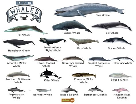 Different types of whales. As a species whales compose around 90 different animals within the cetacean family. The cetacean family is made up of three types of marine mammals known as whales, dolphins and porpoises. Although the term whale can be used to describe dolphins and porpoises it is rarely used when describing these animals in order to prevent confusion among ... 
