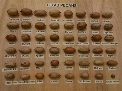 Different varieties of pecans Pecan tree, Pecan, Texas pecans