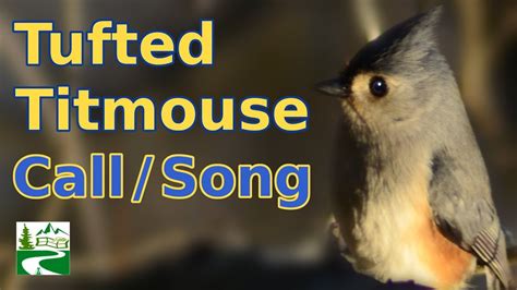 Differential Usage of Song Types by Plain, Bridled and Tufted Titmice