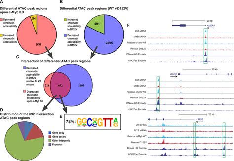 Differential chromatin accessibility revealed by ATAC-seq (A) …