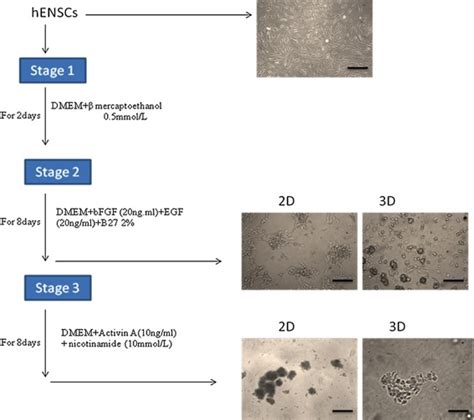 Differentiation protocol and cellular morphologies during beta cell
