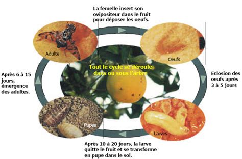 Differents stades de la mouche mediterraneenne des fruits ceratitis capitata wied. - Yamaha dx 11 dx11 complete service manual.